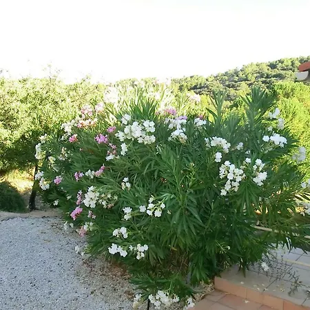 Charlrose At La Platriere Cazedarnes